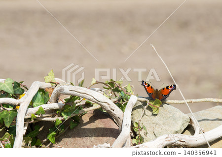 Beautiful peacock butterfly on a branch. Asturias, Spain Beautiful peacock butterfly on a branch. Asturias, Spain 140356941