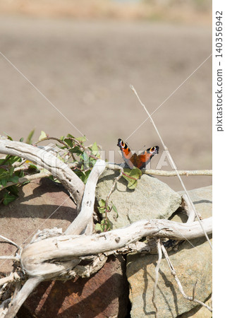 Beautiful peacock butterfly with spread wings. Asturias, Spain 140356942