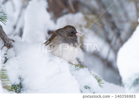 Dark-eyed junco sits on the snowy spruce tree. 140356983