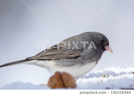 Little Junco is eating seeds on the snowy stump in the woods. Little Junco is eating seeds on the snowy stump in the woods. 140356984