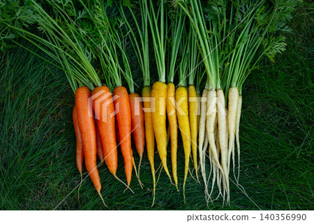 Yellow, orange and white carrots on the green garden lawn. Yellow, orange and white carrots on the green garden lawn. 140356990