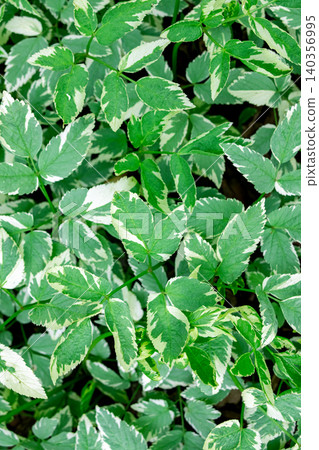 Close-up of Ground elder leaves in summer garden. Close-up of Ground elder leaves in summer garden. 140356995