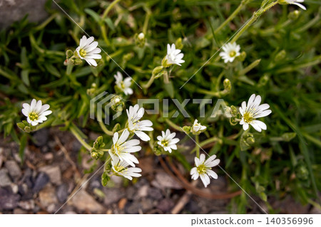 Cerastium Alpinum White Flowers in Alpine Meadow in spring. Cerastium Alpinum White Flowers in Alpine Meadow in spring. 140356996