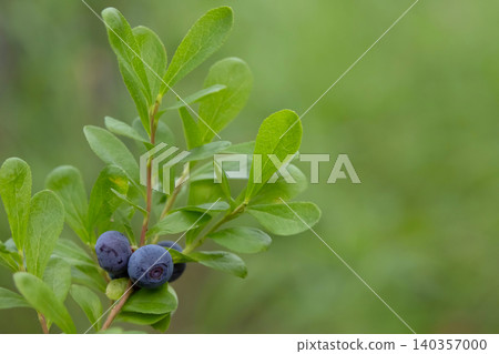 Ripe blue berries of Dwarf bilberry on a branch with leaves. Ripe blue berries of Dwarf bilberry on a branch with leaves. 140357000
