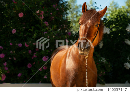beautiful cute vibrant golden chestnut pony posing against blossoming garden at sunny day beautiful cute vibrant golden chestnut pony posing against blossoming garden at sunny day 140357147
