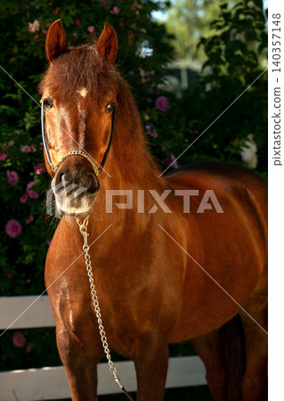 beautiful cute vibrant golden chestnut  pony  posing against blossoming garden at sunny day 140357148