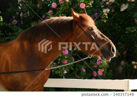 beautiful cute vibrant golden chestnut  local breed mare posing against blossoming garden at sunny day 140357149