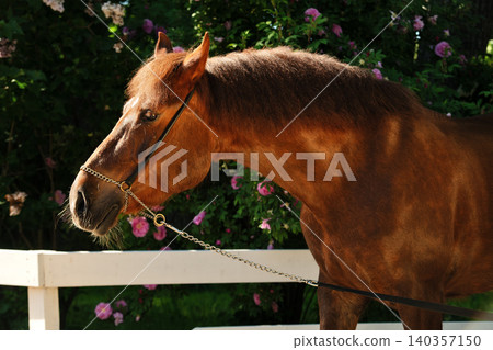 beautiful cute vibrant golden chestnut  local breed mare posing against blossoming garden at sunny day 140357150