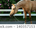 beautiful palomino mare posing against blossoming garden at sunny day 140357153