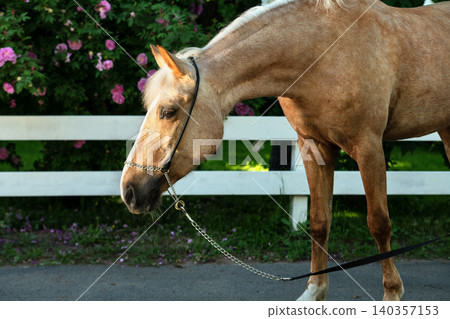 beautiful palomino mare posing against blossoming garden at sunny day 140357153