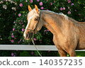 portrait of beautiful golden palomino mare posing against blossoming garden at sunny day 140357235