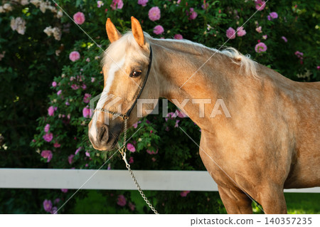portrait of beautiful golden palomino mare posing against blossoming garden at sunny day portrait of beautiful golden palomino mare posing against blossoming garden at sunny day 140357235