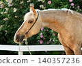 portrait of beautiful golden palomino mare posing against blossoming garden at sunny day 140357236