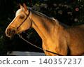 portrait of beautiful golden palomino mare posing against blossoming garden at sunny day 140357237