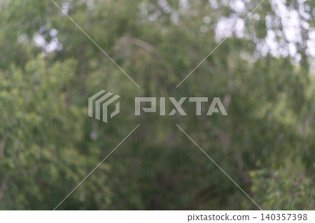 Rainy forest scene. Soft rain wets leafy woods. Damp birch leaves in gentle rain forest. Moist birch foliage under soothing rainfall creates intimate wilderness scene Rainy forest scene. Soft rain wets leafy woods. Damp birch leaves in gentle rain forest. Moist birch foliage under soothing rainfall creates intimate wilderness scene 140357398
