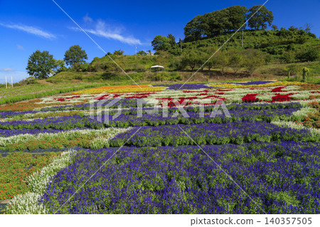 Colorful flower fields at Hana no Eki Sera in Hiroshima Prefecture Colorful flower fields at Hana no Eki Sera in Hiroshima Prefecture 140357505