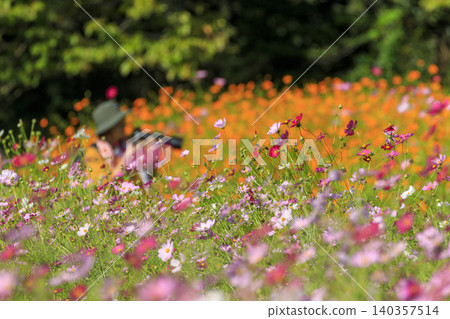Cosmos flowers blooming at the Sera Flower Station in Hiroshima Prefecture Cosmos flowers blooming at the Sera Flower Station in Hiroshima Prefecture 140357514