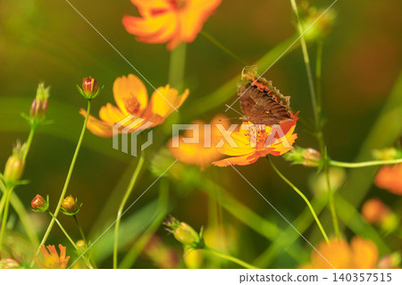 A Painted Lady butterfly resting on a yellow cosmos flower at the Sera Flower Station in Hiroshima Prefecture. A Painted Lady butterfly resting on a yellow cosmos flower at the Sera Flower Station in Hiroshima Prefecture. 140357515
