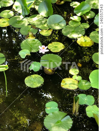 Lotus flower floating in water Lotus flower floating in water 140357543