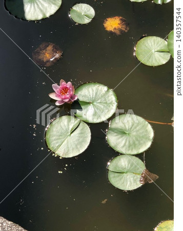 lotus leaf floating in water lotus leaf floating in water 140357544