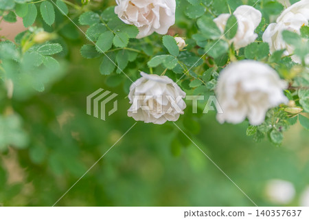 Peaceful blossoms for wellness spaces. Gentle white roses evoke tranquil lifestyle atmospheres. Soothing white floral hues perfect for relaxation and health projects Peaceful blossoms for wellness spaces. Gentle white roses evoke tranquil lifestyle atmospheres. Soothing white floral hues perfect for relaxation and health projects 140357637
