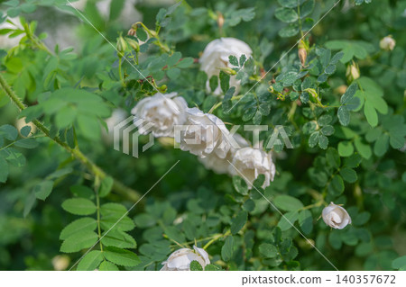 Delicate white roses cascading on branches, soft summer light, verdant foliage and blurred background, tranquil rustic mood ideal for editorial and lifestyle visual use Delicate white roses cascading on branches, soft summer light, verdant foliage and blurred background, tranquil rustic mood ideal for editorial and lifestyle visual use 140357672