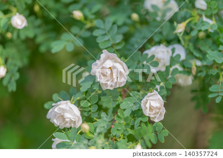 Rosy dew affection. Close range of white roses with velvety pastel petals and dew. An intimate shot of white rose featuring delicate pastel petals and sparkling dew drops Rosy dew affection. Close range of white roses with velvety pastel petals and dew. An intimate shot of white rose featuring delicate pastel petals and sparkling dew drops 140357724