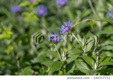 Bright blue cluster of blossoms amid layered leaves and detailed stems. Collection of blue flowers displaying intricate leaf veins among multiple plant layers and stems Bright blue cluster of blossoms amid layered leaves and detailed stems. Collection of blue flowers displaying intricate leaf veins among multiple plant layers and stems 140357752