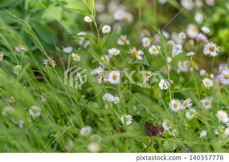 Meadow daisies glow. Gentle summer scene with blossoms. Sunlit field filled with delicate white flowers. Serene meadow adorned with blooming daisies and warm sunlight 140357776