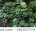 The forest floor of a coniferous forest in early summer, overgrown with plants like *Elatostema indicum* and ferns. The forest floor of a coniferous forest in early summer, overgrown with plants like *Elatostema indicum* and ferns. 140357778