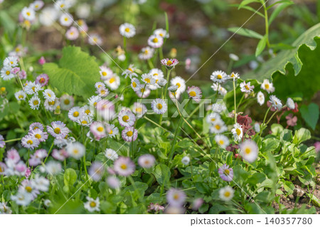 Tiny daisy meadow with dewy light, scattered white and pink flowers across green groundcover, calm pastoral atmosphere evoking countryside strolls and slow living Tiny daisy meadow with dewy light, scattered white and pink flowers across green groundcover, calm pastoral atmosphere evoking countryside strolls and slow living 140357780