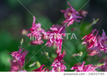 Vibrant magenta columbine in dappled shade, saturated petals with intricate shapes, cool shadowy background, highcontrast floral drama ideal for bold botanical layouts Vibrant magenta columbine in dappled shade, saturated petals with intricate shapes, cool shadowy background, highcontrast floral drama ideal for bold botanical layouts 140357785