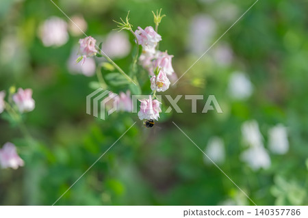 Pollinator visiting pink bellflower cluster, bee silhouette against soft green blur, movement captured midhover, ecological focus celebrating biodiversity and summer warmth Pollinator visiting pink bellflower cluster, bee silhouette against soft green blur, movement captured midhover, ecological focus celebrating biodiversity and summer warmth 140357786