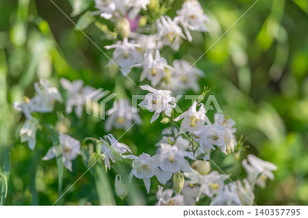 Dappled sunlight highlights delicate bellflowers with mottled leaf shadows, soft green tones and evening glow, gentle movement captured in close botanical composition Dappled sunlight highlights delicate bellflowers with mottled leaf shadows, soft green tones and evening glow, gentle movement captured in close botanical composition 140357795