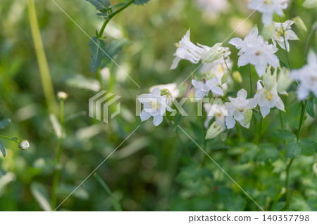 Serene shaded floral setting captured. Peaceful garden corner with soft flowers and calm ambiance. Gentle white blossoms in shaded space evoke peacefulness and serenity Serene shaded floral setting captured. Peaceful garden corner with soft flowers and calm ambiance. Gentle white blossoms in shaded space evoke peacefulness and serenity 140357798