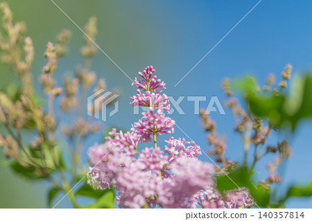 Soft pastel petals under open sky. Delicate purple blooms against bright summer blue background. Airy summer scene with pale lilac clusters and vivid blue sky backdrop Soft pastel petals under open sky. Delicate purple blooms against bright summer blue background. Airy summer scene with pale lilac clusters and vivid blue sky backdrop 140357814