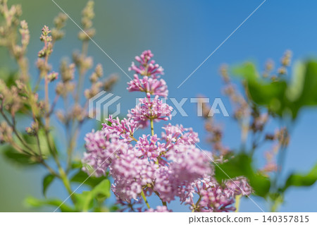 Optimistic garden view with architecture. Vivid outdoor scene showcasing lilac plants reaching skyward alongside garden structural features for editorial presentation Optimistic garden view with architecture. Vivid outdoor scene showcasing lilac plants reaching skyward alongside garden structural features for editorial presentation 140357815