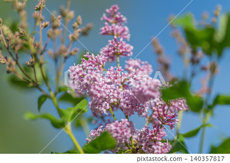 Dreamy pastel bouquets. Gentle lilac blossoms in blurred romantic scene. Two lavender flower clusters in gentle focus amidst romantic pastel color scheme and soft ambiance Dreamy pastel bouquets. Gentle lilac blossoms in blurred romantic scene. Two lavender flower clusters in gentle focus amidst romantic pastel color scheme and soft ambiance 140357817