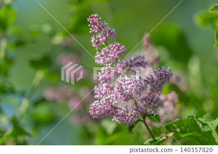 Scientific study highlighting natural symmetry and structure in lilac buds. An intricate macro image showcasing fine details and scientific interest in botanical structures Scientific study highlighting natural symmetry and structure in lilac buds. An intricate macro image showcasing fine details and scientific interest in botanical structures 140357820