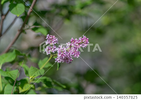 Nature walk find. Discovering wild lilac within tangled outdoor foliage. Scenic natural setting with blooming lilac amidst thick hedgerow foliage and textured vegetation Nature walk find. Discovering wild lilac within tangled outdoor foliage. Scenic natural setting with blooming lilac amidst thick hedgerow foliage and textured vegetation 140357825