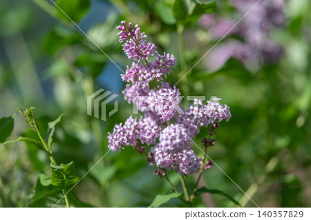 Dreamy pastel purple sprays create serene and nostalgic garden scene. Delicate clusters of lilac with blurred greenery evoke tranquil and memoryfilled outdoor setting Dreamy pastel purple sprays create serene and nostalgic garden scene. Delicate clusters of lilac with blurred greenery evoke tranquil and memoryfilled outdoor setting 140357829