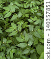 The Japanese angelica tree bloomed in the coniferous forest in early summer. The Japanese angelica tree bloomed in the coniferous forest in early summer. 140357851