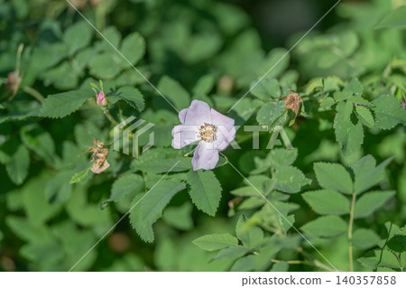 Forest edge tends to host wild roses. Seasonal wild roses bloom at nearby wooded borders. Wild roses bloom seasonally along fringes of neighboring forested regions 140357858