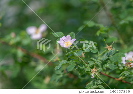 Gentle flower scenery. Delicate pink wild rose adorned with dew in tranquil garden setting. Serene garden scene featuring fragile pink wild rose with dew and thorny stems Gentle flower scenery. Delicate pink wild rose adorned with dew in tranquil garden setting. Serene garden scene featuring fragile pink wild rose with dew and thorny stems 140357859