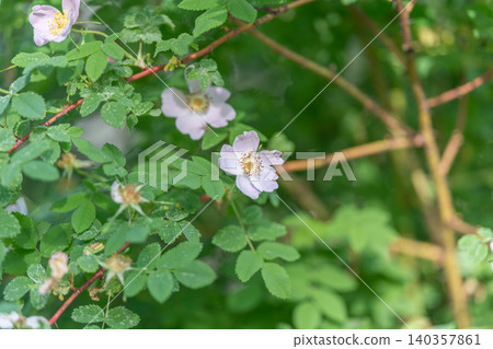 Blossoming wild roses with leafy surroundings. Natural scene showcasing pale wild rose blooms amid foliage with gentle light and friendly environment for pollinators 140357861
