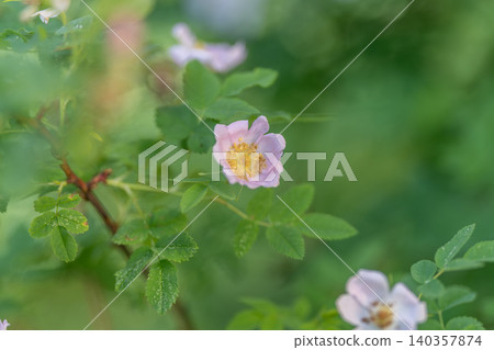Gentle rose perfect for romantic stationery, single bloom with soft focus creates intimate sentimental mood, ideal for greeting cards, invitations and emotional lifestyle campaigns 140357874