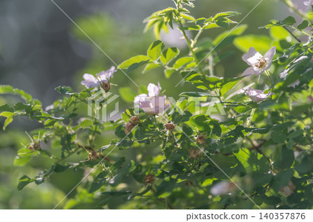 Environmental storytelling through diverse plant life and pollination processes. Rich biodiversity visualized by flowering clusters and dewy foliage in ecological habitats Environmental storytelling through diverse plant life and pollination processes. Rich biodiversity visualized by flowering clusters and dewy foliage in ecological habitats 140357876