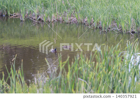 Ducklings swimming close. Group of tiny ducks navigating through lush wetland vegetation. Adorable ducklings exploring their environment amidst vibrant marshland habitat 140357921