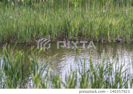 Peaceful nature scene. Gentle ripples beneath cloudy sky reflecting lush grasses. Calm aquatic environment with reed reflections and soft wave patterns under cloudy sky 140357923