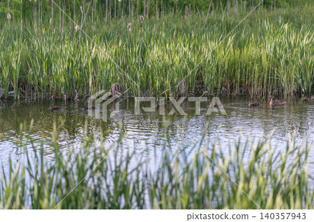 Grass surrounds water. Vegetation frames tranquil water surface scene. Flourishing grasses encircle peaceful water body highlighted by soft focus and calming colors Grass surrounds water. Vegetation frames tranquil water surface scene. Flourishing grasses encircle peaceful water body highlighted by soft focus and calming colors 140357943
